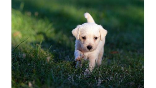 Od kiedy szczeniak może wychodzić na dwór?